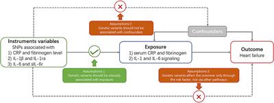 Genetically Determined Inflammatory Biomarkers and the Risk of Heart Failure: A Mendelian Randomization Study